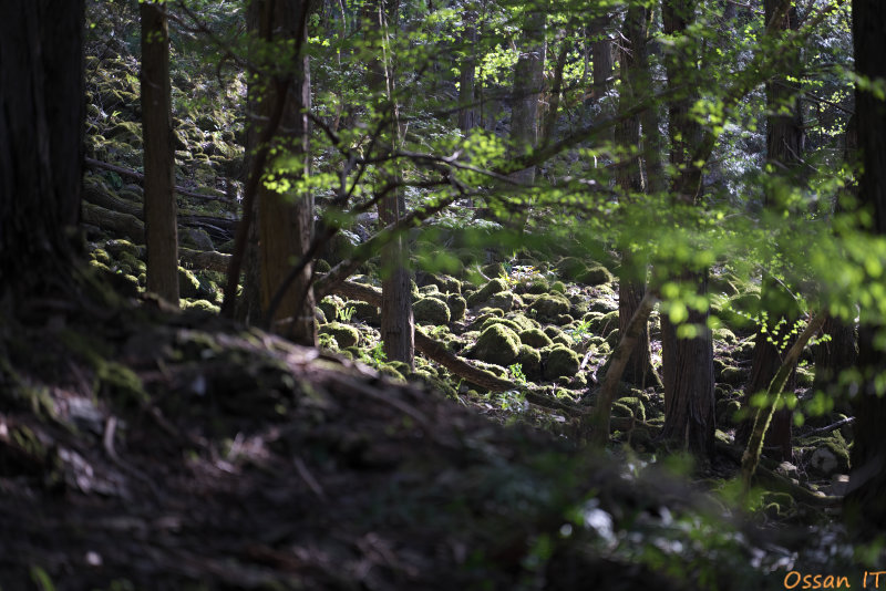 α7SIIIと「F2-2.8 Di III VXD / Model A058S」との組み合わせ。この画像はブレてないが疲れてくるとブレてしまうことがある（悲しい）。撮影データ：1/160、F2.80、ISO100、150mm